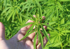 hemp-plant-3661210_1920.jpg