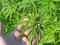 hemp-plant-3661210_1920.jpg