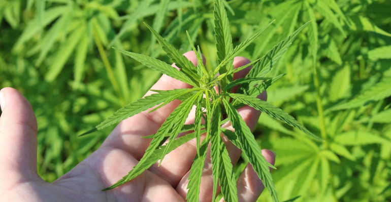 hemp-plant-3661210_1920.jpg