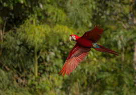 bird-south-america-nature-habitat.jpg