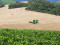 feijao_colheita_irati20120611_0005.jpg